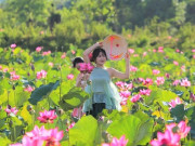 Lifestyle - Đẹp ngỡ ngàng đồng hoa sen lớn nhất Đà Nẵng, du khách thích thú đến check-in