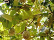 Tin tức - Loại quả mọc bờ rào xưa rụng đầy gốc, nay thành đặc sản ở thành phố giá 50.000 đ/kg, trồng một lần thu hoạch nhiều năm