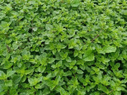 Tin tức - Cây dại mọc bờ rào nay thành đặc sản người thành phố ưa chuộng, trồng một lần thu hoạch nhiều năm, 150.000 đồng/kg