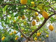 Loại quả "tốt nhất thế giới" có ở Lâm Đồng, là đặc sản nổi tiếng khắp nơi giá 150.000 đ/kg, trồng một lần thu hoạch nhiều năm