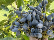 Lifestyle - Loại quả xưa chín rụng chỉ dành cho "người nghèo", nay thành đặc sản giá 100.000 đ/kg, trồng một lần thu hoạch nhiều năm