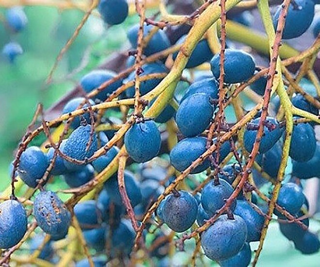 Món amp;#34;nhà nghèoamp;#34; xưa ăn đến chán ngán, nay thành đặc sản được ưa chuộng ở thành phố, càng ăn càng mê - 1