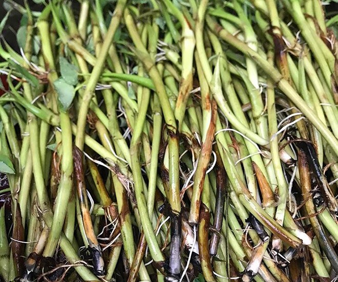 Món nhà nghèo xưa ăn đến chán ngán, nay thành đặc sản nổi tiếng ở thành phố giá 70.000 đ/kg, tốt cho sức khoẻ - 1