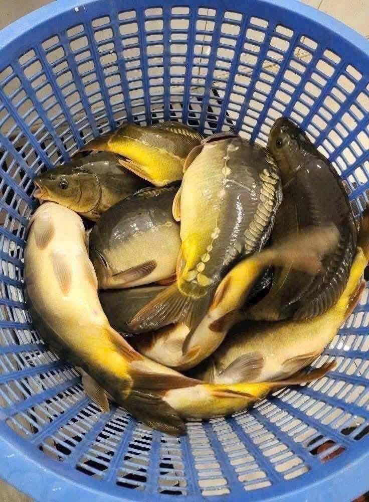 Nghề lạ ở Việt Nam: Nuôi loài cá thịt giòn sần sật như tràng lợn, 8 tháng bán lãi to, thành đặc sản nổi tiếng giá 250.000 đ/kg - 2