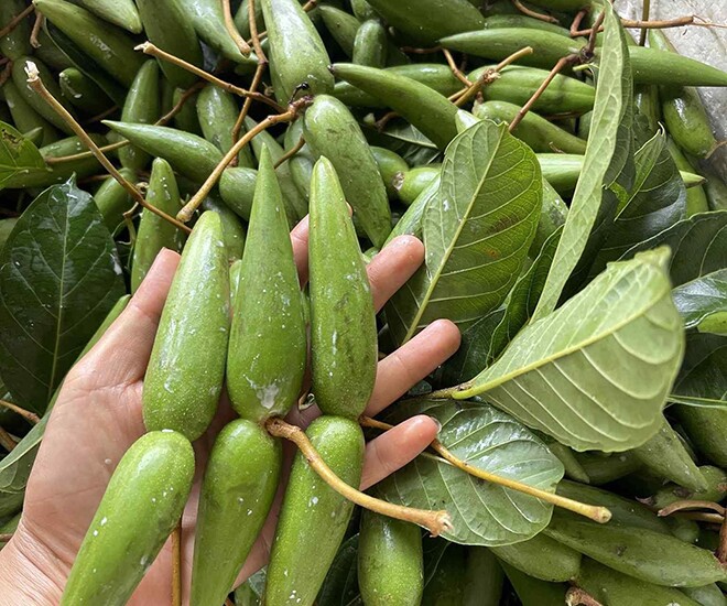 Loại quả xưa rụng đầy gốc, nay thành đặc sản được ưa chuộng ở thành phố giá 90.000 đ/kg, trồng một lần thu hoạch nhiều năm - 1