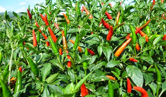 Loại quả amp;#34;tốt nhất thế giớiamp;#34; chỉ có ở Tuyên Quang, trồng 3 tháng cho thu hoạch, thành đặc sản nổi tiếng tốt cho sức khoẻ - 4