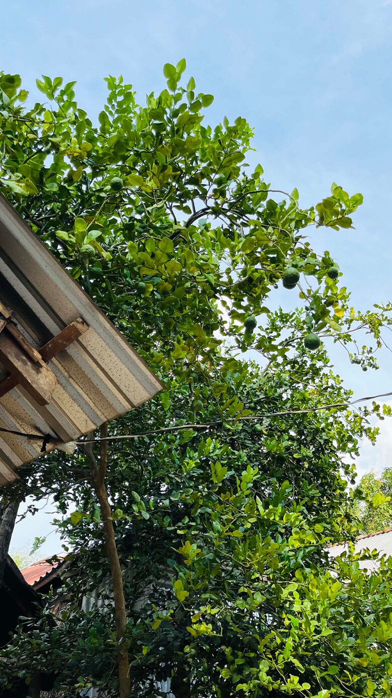 Loại quả mọc bờ rào xưa rụng đầy, nay thành đặc sản ở thành phố giá 170.000 đ/kg, trồng một lần thu hoạch nhiều năm - 5