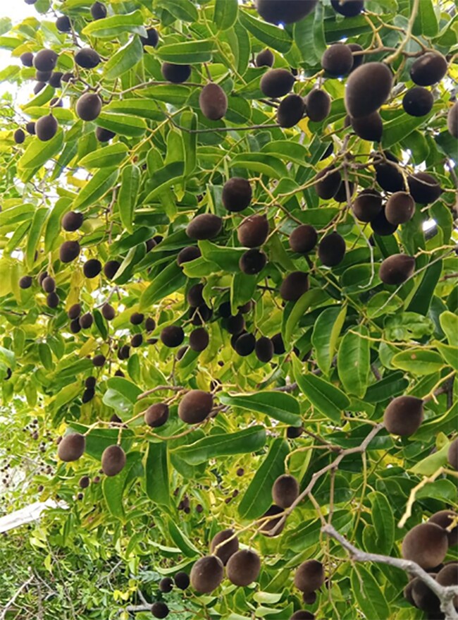 Loại quả xưa chín rụng đầy gốc, nay thành đặc sản ở thành phố giá 250.000 đ/kg, trồng một lần thu hoạch nhiều năm - 4