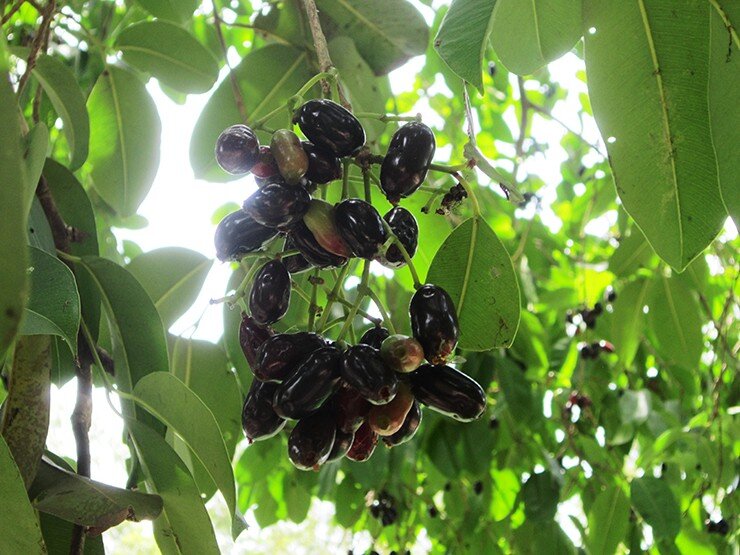 Loại quả xưa chín rụng đầy, nay thành đặc sản khoái khẩu ở thành phố giá 100.000 đ/kg, trồng một lần thu hoạch nhiều năm - 4