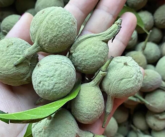 Loại quả xưa chín rụng đầy gốc, nay thành đặc sản ở thành phố giá 100.000 đ/kg, trồng một lần thu hoạch nhiều năm - 1