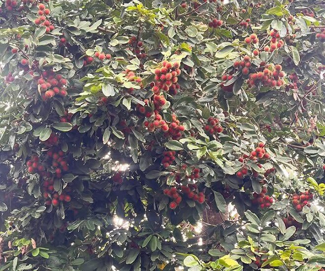Loại quả xưa chín rụng đầy, nay thành đặc sản được ưa chuộng giá 60.000 đ/kg, trồng một lần thu hoạch nhiều năm - 1