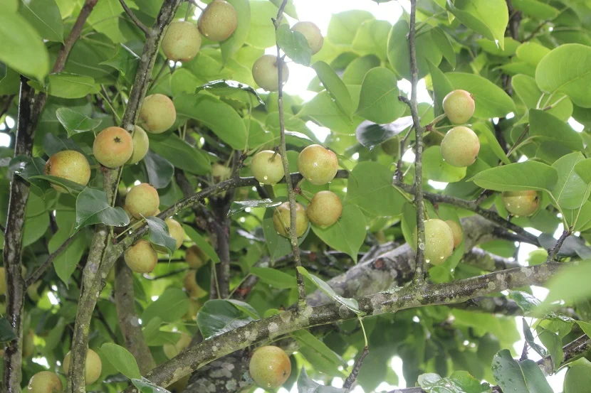 Loại quả “tốt nhất thế giới” chỉ có ở Lào Cai giá 65.000 đ/kg, trồng một lần thu hoạch nhiều năm, thành đặc sản tốt cho sức khỏe - 4