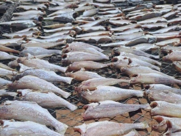 Loài cá "nhà nghèo" nghe tên chậm chạp, xưa ai cũng chê nay thành đặc sản giá đắt đỏ, còn xuất khẩu ra nước ngoài