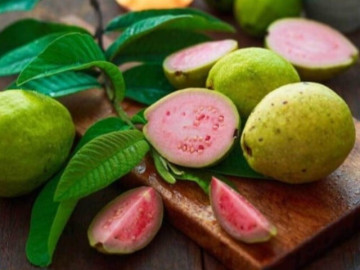 Người bệnh suy thận ăn ổi cần biết điều này để duy trì chức năng thận tốt nhất