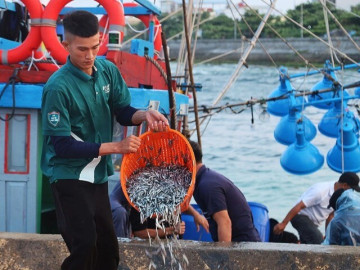 Vẻ đẹp dung dị đầy sức sống dưới ánh bình minh ở cảng Lý Sơn