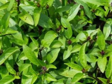 Cây dại mọc bờ rào xưa không ai ngó ngàng nay thành đặc sản khoái khẩu, trồng 2 tháng cho thu hoạch, 90.000 đồng/kg