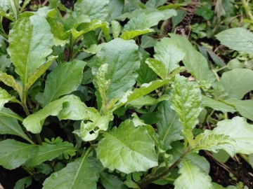 Cây dại có vị đắng nghe tên "lạnh gáy", nay thành đặc sản được ưa chuộng 60.000 đồng/kg, hái bán quanh năm