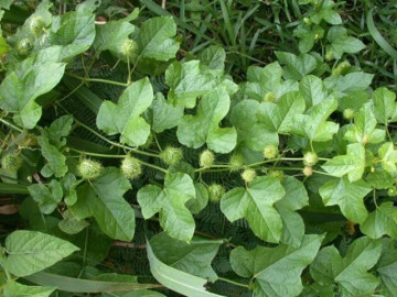 Cây leo bờ rào ở quê có vị đắng nay thành đặc sản hương vị lạ được ưa chuộng, hái bán quanh năm, 70.000 đồng/kg