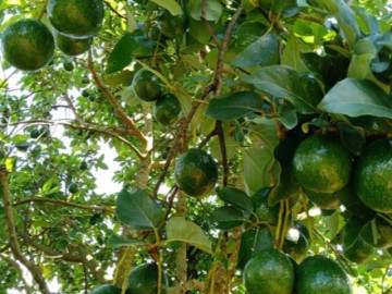 Loại quả "tốt nhất thế giới" chỉ có ở Tây Nguyên, trồng một lần thu hoạch nhiều năm, thành đặc sản...