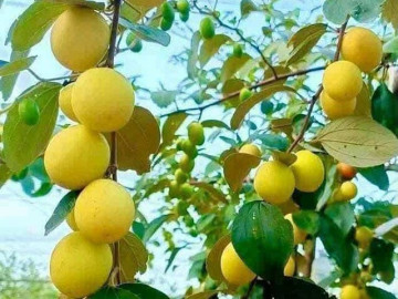 Tin tức - Loại quả "tốt nhất thế giới" có ở Bắc Ninh, trồng một lần thu hoạch nhiều năm, thành đặc sản nổi tiếng 90.000 đồng/kg