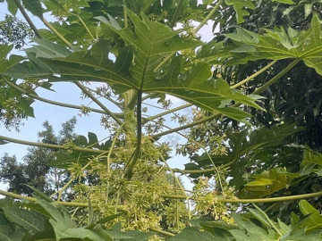 Tin tức - Cây mọc bờ rào có vị đắng ngắt, xưa rụng vứt đi nay thành đặc sản 300.000 đồng/kg, trồng 8 tháng cho thu hoạch