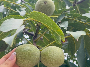 Sức khỏe - Loại quả đặc sản "tốt nhất thế giới" chỉ có ở Lào Cai, trồng một lần thu hoạch nhiều năm, tốt cho sức khoẻ