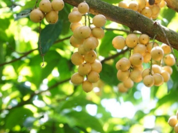 Tin tức - Loại quả xưa rụng đầy gốc không ai ngó ngàng, nay lên đời thành đặc sản miền Tây 30.000 đ/kg, trồng một lần hái bán nhiều năm