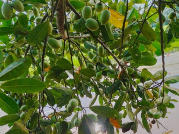 Loại quả xưa chín rụng đầy, nay thành đặc sản nổi tiếng ở thành phố giá 170.000 đ/kg, trồng một lần thu hoạch nhiều năm