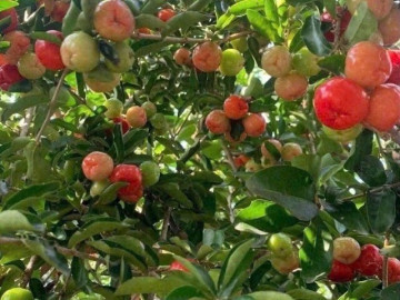 Tin tức - Loại quả xưa không ai ngó ngàng, nay thành đặc sản nổi tiếng khắp nơi 80.000 đ/kg, trồng một lần thu hoạch nhiều năm