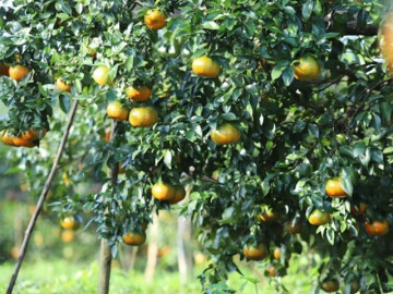 Sức khỏe - Loại quả "tốt nhất thế giới" chỉ có ở Hà Tĩnh, trồng một lần thu hoạch nhiều năm, thành đặc sản tốt cho sức khỏe