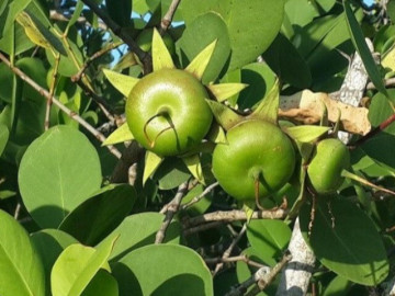 Tin tức - Loại quả mọc bờ rào xưa rụng đầy, nay thành đặc sản được ưa chuộng giá 150.000 đ/kg, trồng một lần thu hoạch nhiều năm