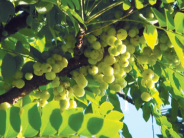 Tin tức - Loại quả mọc bờ rào xưa không ai ăn, nay thành món đặc sản khoái khẩu giá 180.000 đ/kg, trồng một lần thu hoạch nhiều năm