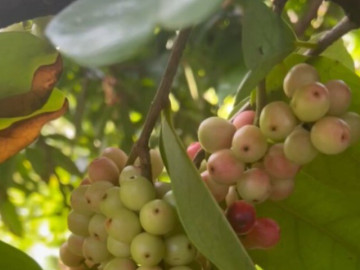 Loại quả xưa rụng đầy không ai ngó ngàng, nay thành đặc sản nổi tiếng khắp nơi 50.000 đ/kg, trồng một lần thu hoạch nhiều năm