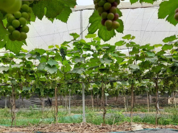 Sức khỏe - Loại quả "tốt nhất thế giới" chỉ có ở Bắc Ninh, trồng 12 tháng cho thu hoạch, thành đặc sản nổi tiếng tốt cho sức khỏe