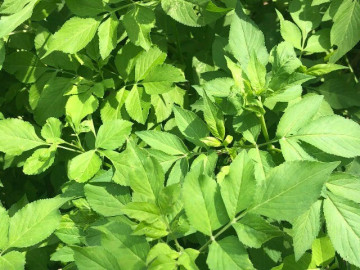 Cây mọc bờ rào có vị đắng nay thành đặc sản hương vị lạ được ưa chuộng ở thành phố, trồng 30 ngày cho thu hoạch, 50.000 đồng/kg