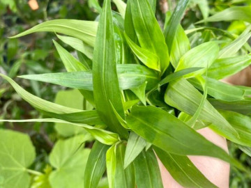 Cây dại mọc bờ rào xưa không ai ngó ngàng, nay thành đặc sản có hương vị lạ được ưa chuộng, trồng 35 ngày cho thu hoạch