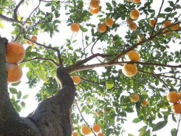 Sức khỏe - Loại quả "tốt nhất thế giới" chỉ có ở Phú Thọ, trồng một lần thu hoạch nhiều năm, thành đặc sản tốt cho sức khỏe