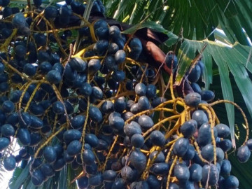 Tin tức - Loại quả mọc bờ rào xưa rụng đầy gốc, nay thành đặc sản ở thành phố giá 180.000 đ/kg, trồng một lần thu hoạch nhiều năm