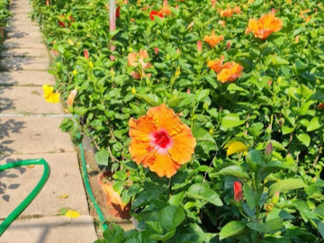 Sức khỏe - Loại hoa dại xưa trồng làm hàng rào, giờ thành đặc sản nổi tiếng có hương vị đặc biệt, tốt cho sức khỏe