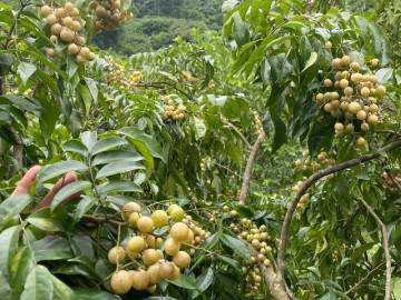 Loại quả xưa rụng đầy gốc nay thành đặc sản ở thành phố, trồng một lần thu hoạch nhiều năm, 200.000 đồng/kg