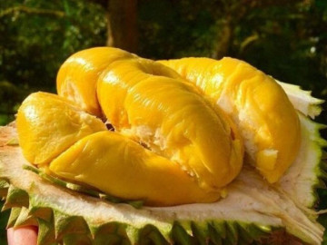 Sầu riêng 50.000 đồng/kg vẫn khó bán, loại nửa triệu đồng/kg lại "cháy hàng"