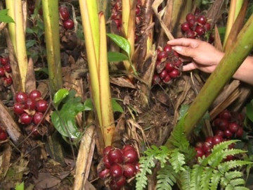 Loại quả xưa chín rụng đầy gốc, nay thành đặc sản ở thành phố giá 300.000 đ/kg, trồng một lần thu hoạch nhiều năm