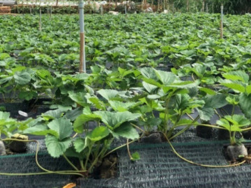 Loại quả "tốt nhất thế giới" chỉ có ở Lâm Đồng, trồng 3 tháng cho thu hoạch, thành đặc sản tốt cho sức khỏe