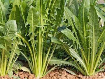 Loại rau "tốt nhất thế giới", Việt Nam trồng bạt ngàn chỉ 30 ngày cho thu hoạch, thành món đặc sản tốt cho sức khoẻ