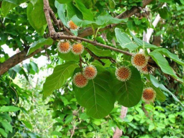 Tin tức - Loại quả mọc bờ rào xưa rụng đầy, nay thành đặc sản ở thành phố giá 100.000 đ/kg, trồng một lần thu hoạch nhiều năm