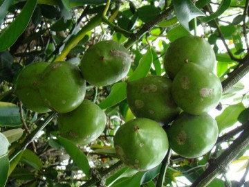 Tin tức - Loại quả mọc bờ rào xưa rụng đầy gốc, nay thành đặc sản hương vị lạ giá 50.000 đ/kg, trồng một lần thu hoạch nhiều năm