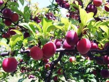 Loại quả đặc sản “tốt nhất thế giới” chỉ có ở Sơn La, trồng một lần thu hoạch nhiều năm, tốt cho sức khỏe