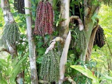 Thứ tưởng bỏ đi nay thành món ăn đặc sản có hương vị lạ, người thành phố thích mê, có tiền cũng khó mua được