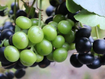 Loại quả mọc bờ rào xưa rụng đầy gốc, nay thành đặc sản được ưa chuộng giá 80.000 đ/kg, trồng một lần thu hoạch nhiều năm