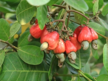 Loại quả tốt nhất thế giới c&oacute; nhiều ở Đồng Nai, trồng một lần thu hoạch nhiều năm, th&agrave;nh đặc sản tốt cho sức khỏe